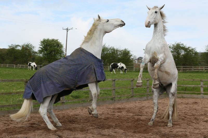 Other image for Police horses canter back home